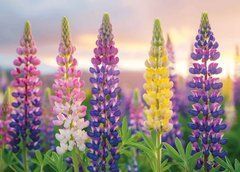 Postcard "Summer Flowers" (26-5)