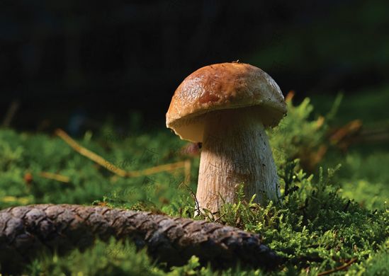 Mushroom (1)