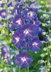 Postcard "Summer Flowers" (26-6)