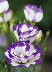 Postcard "Summer Flowers" (26-7)