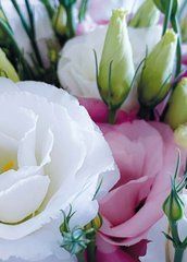 Postcard "Summer Flowers" (26-8)