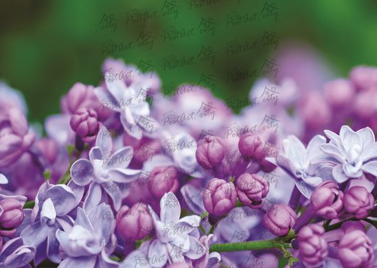 Lilac (f-1)