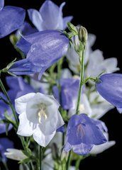 Postcard "Summer Flowers" (26-9)
