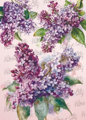 Lilac (23-1)