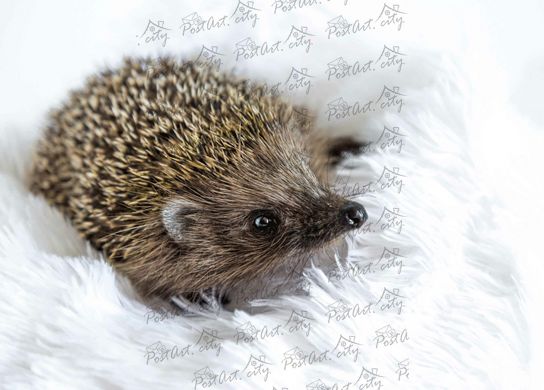 Hedgehog (24-1)