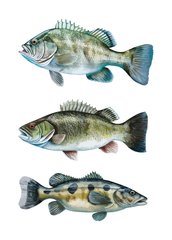 Fish (25-2)