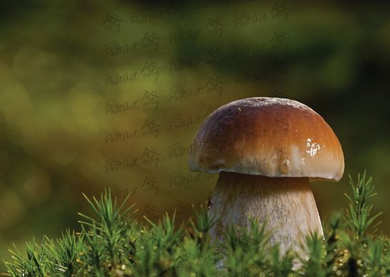Mushroom (7)