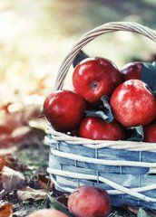 "Harvest" Postcard (26-10)