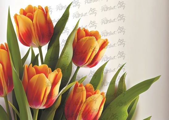 Tulips (23-2)