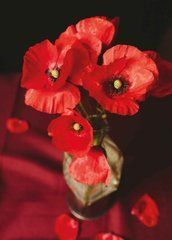 Postcard "Poppies" (26-1)