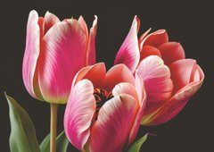 Tulips (23-3)