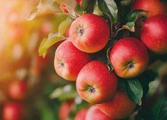 "Harvest" Postcard (26-12)